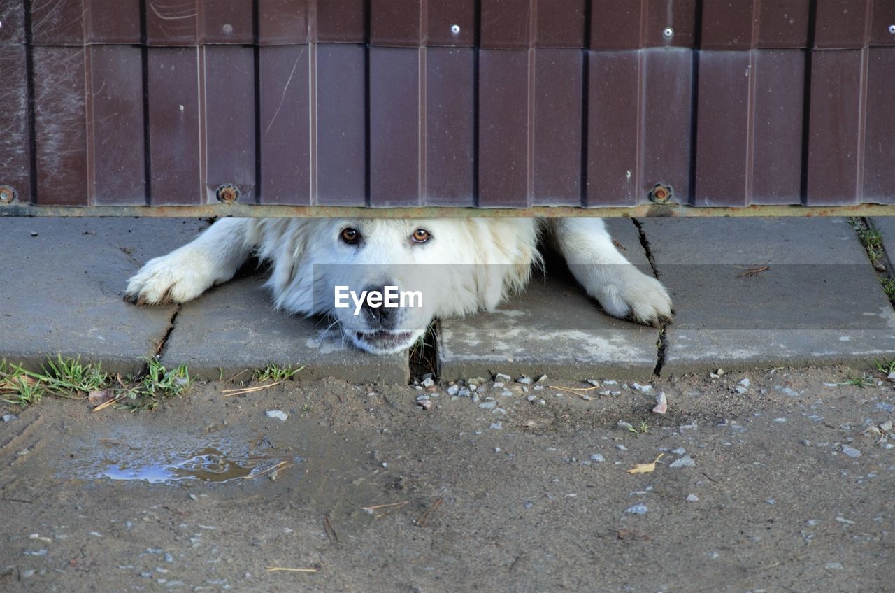 High angle view of dog resting on footpath