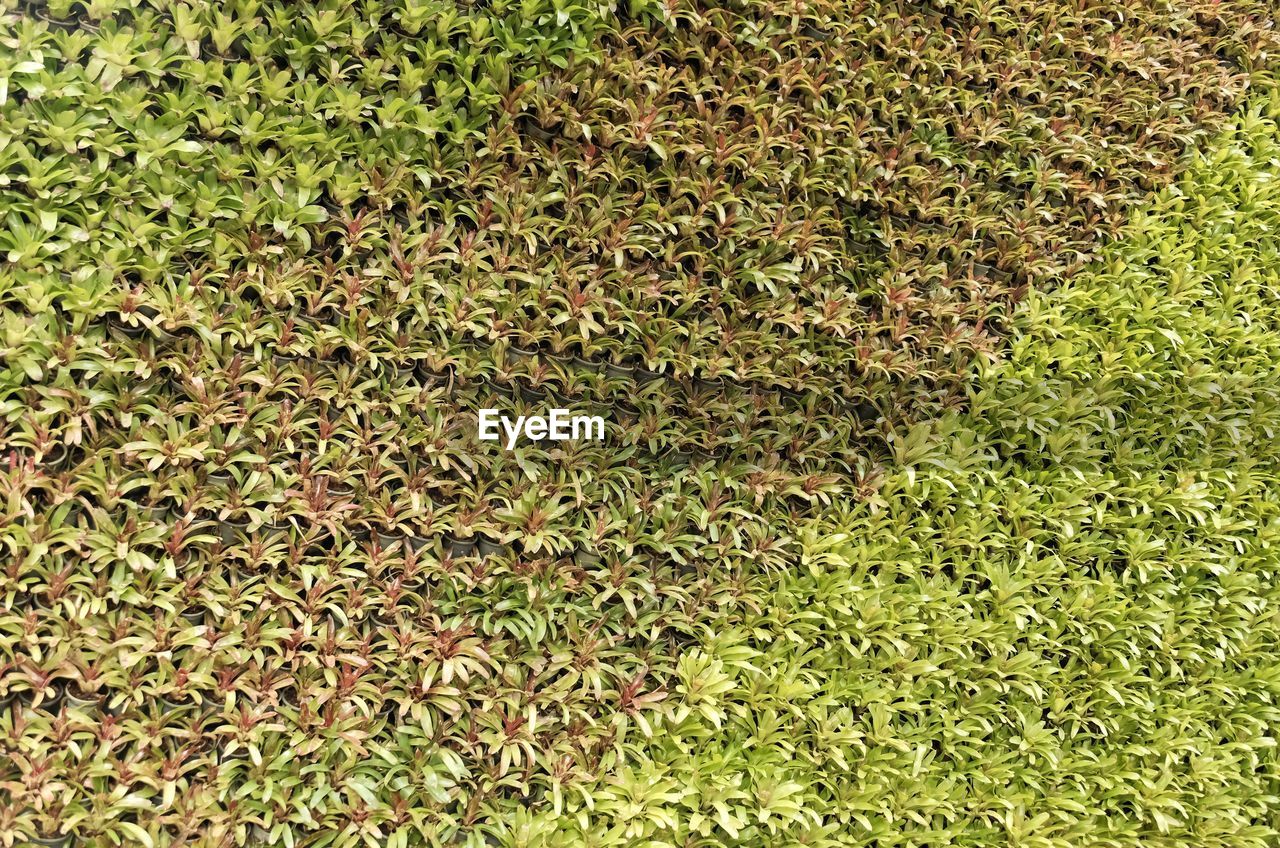 HIGH ANGLE VIEW OF PLANT ON FIELD