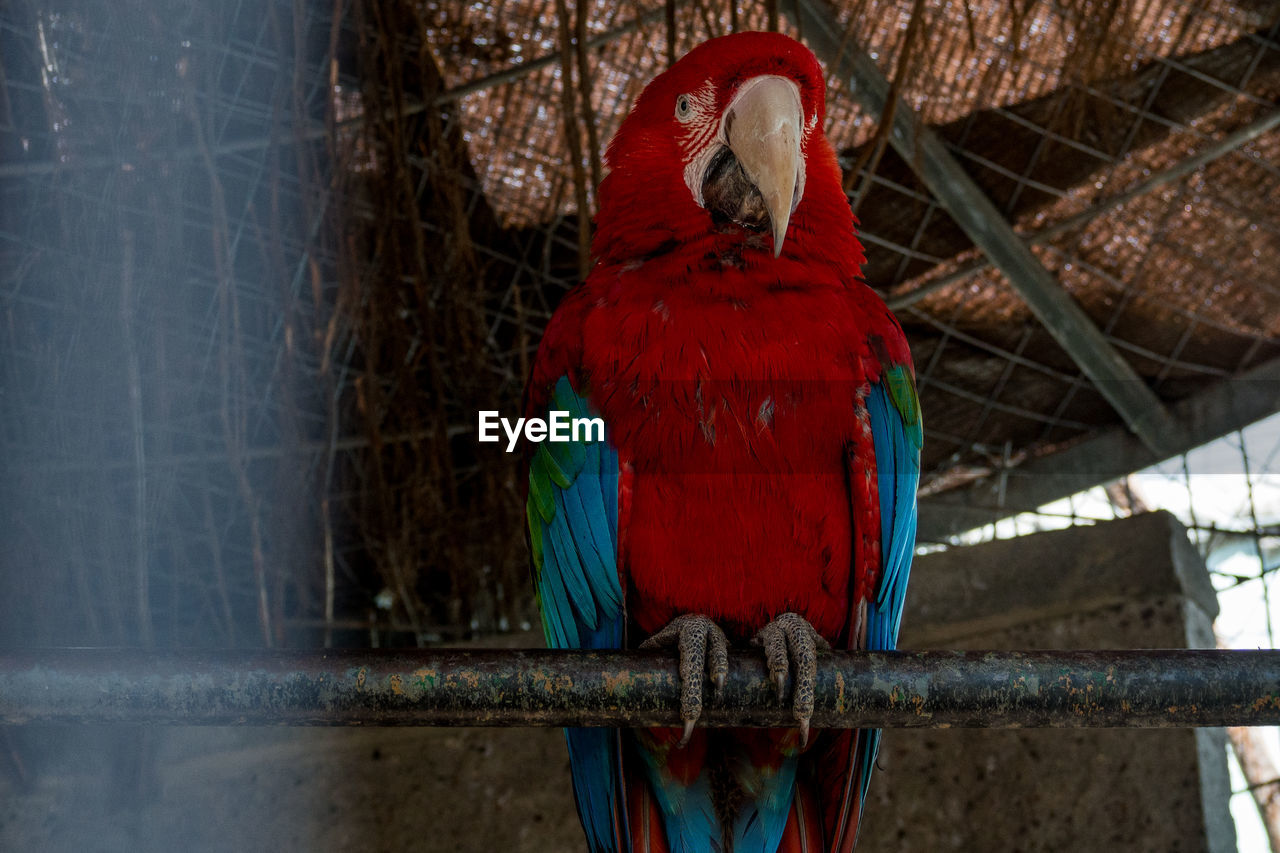 CLOSE-UP OF PARROT IN CAGE