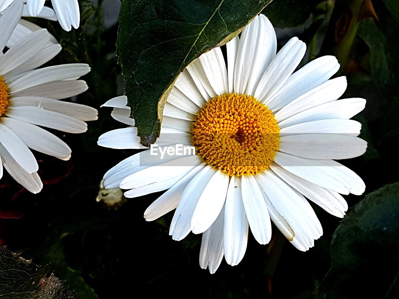 Close-up of shasta daisy growing on plant