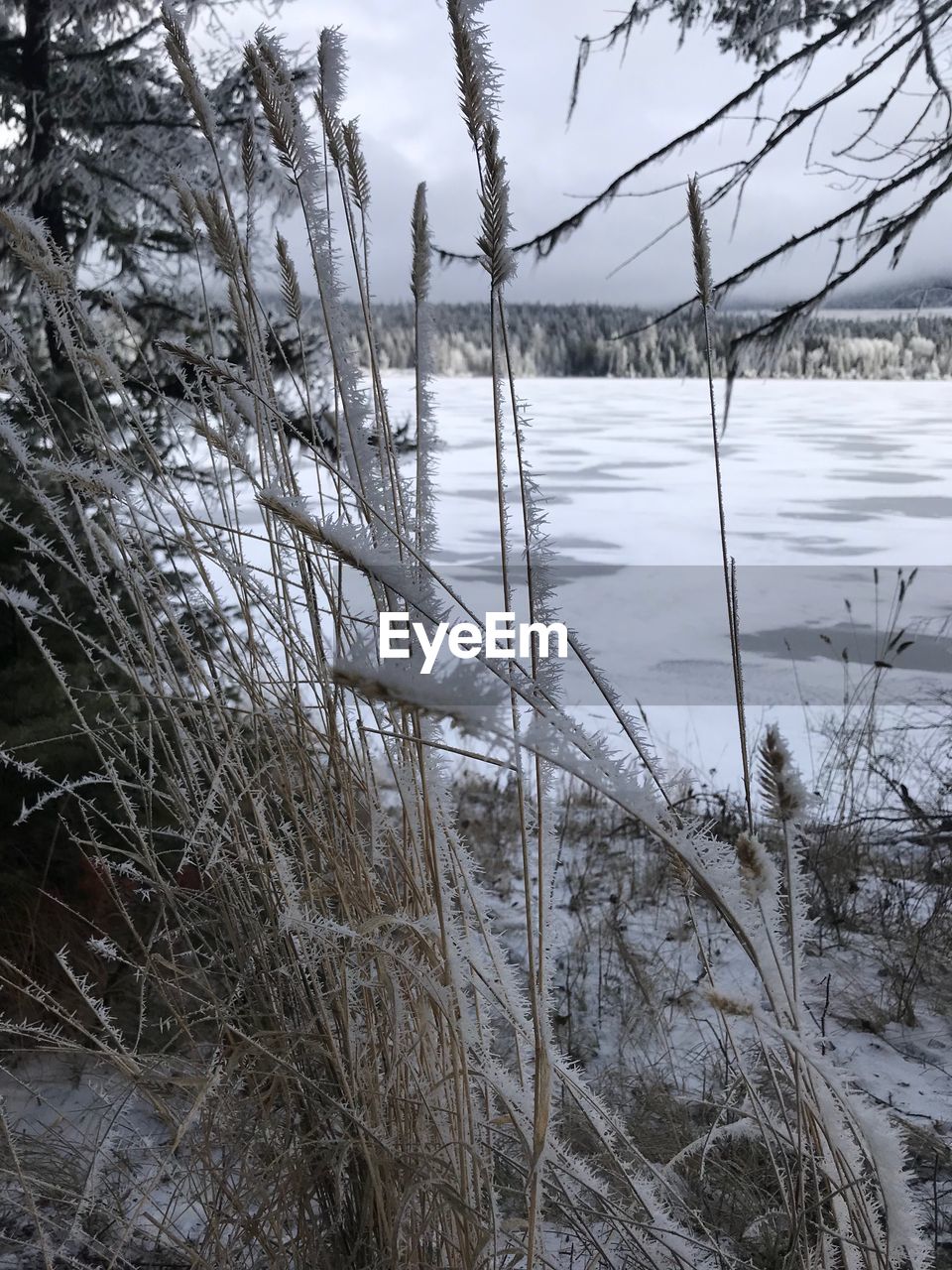 FROZEN PLANTS ON LAND DURING WINTER