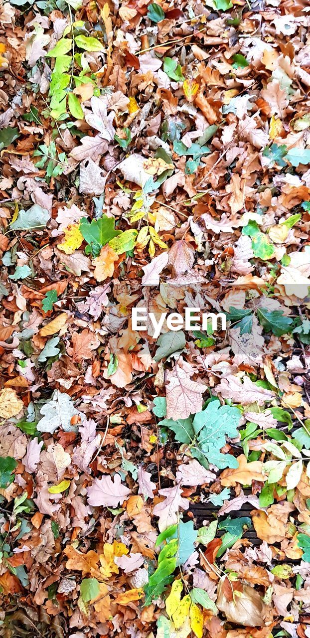 HIGH ANGLE VIEW OF MAPLE LEAVES ON TREE