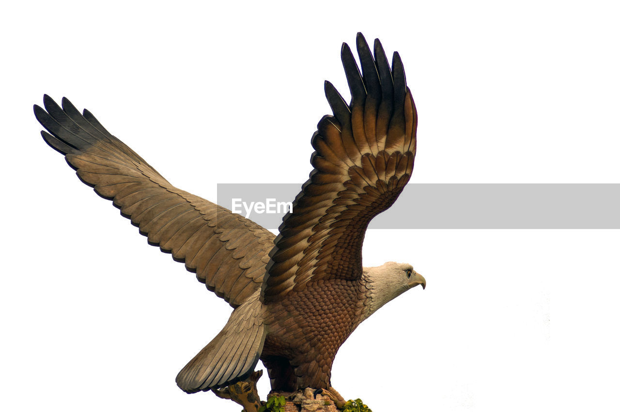LOW ANGLE VIEW OF EAGLE FLYING IN SKY