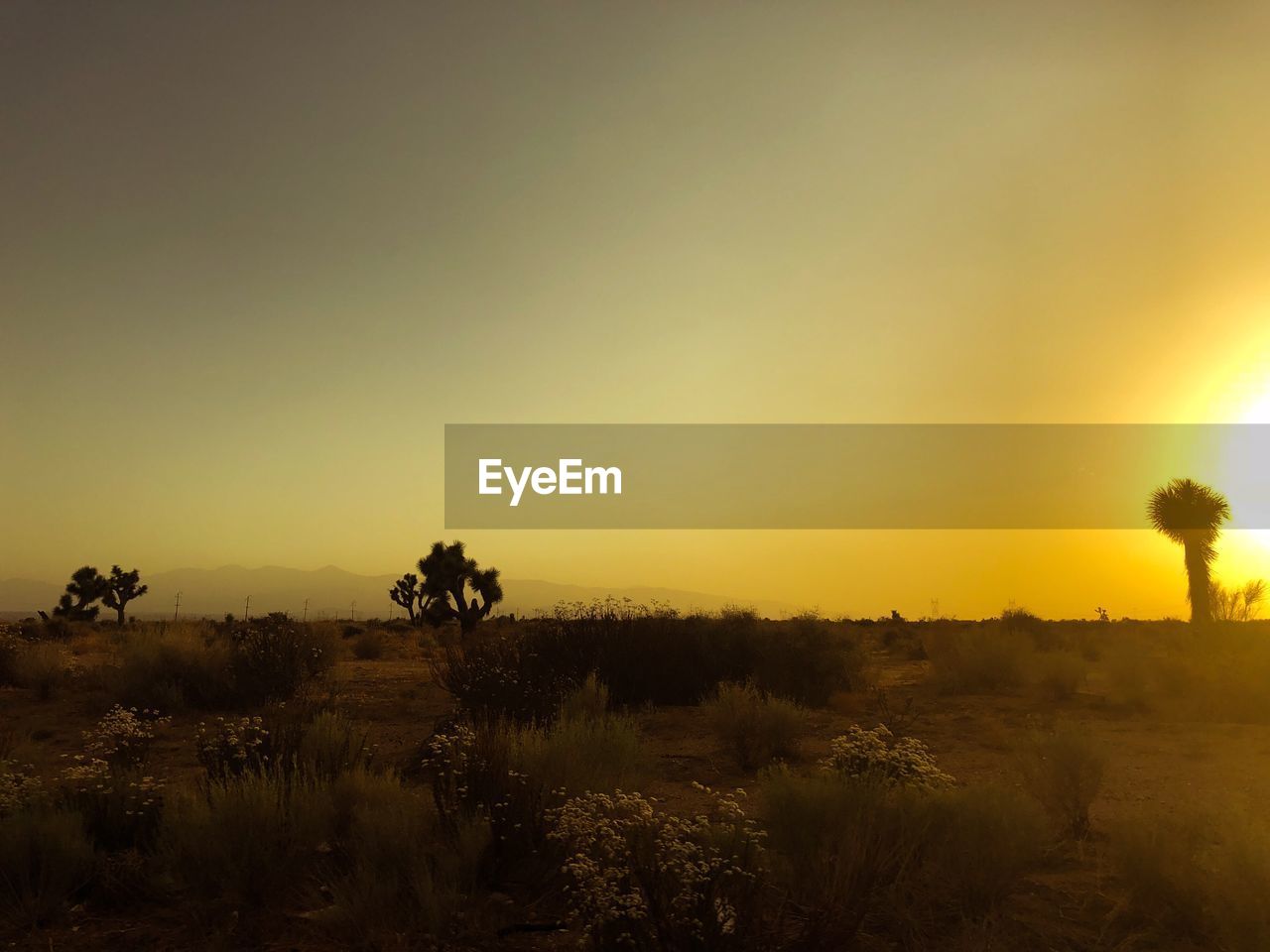 SCENIC VIEW OF FIELD AGAINST ORANGE SKY