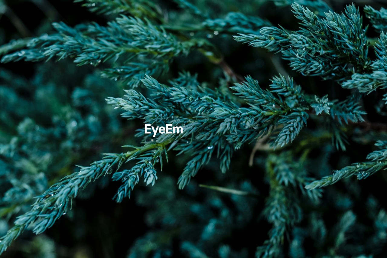 Close up of a amoratic plant