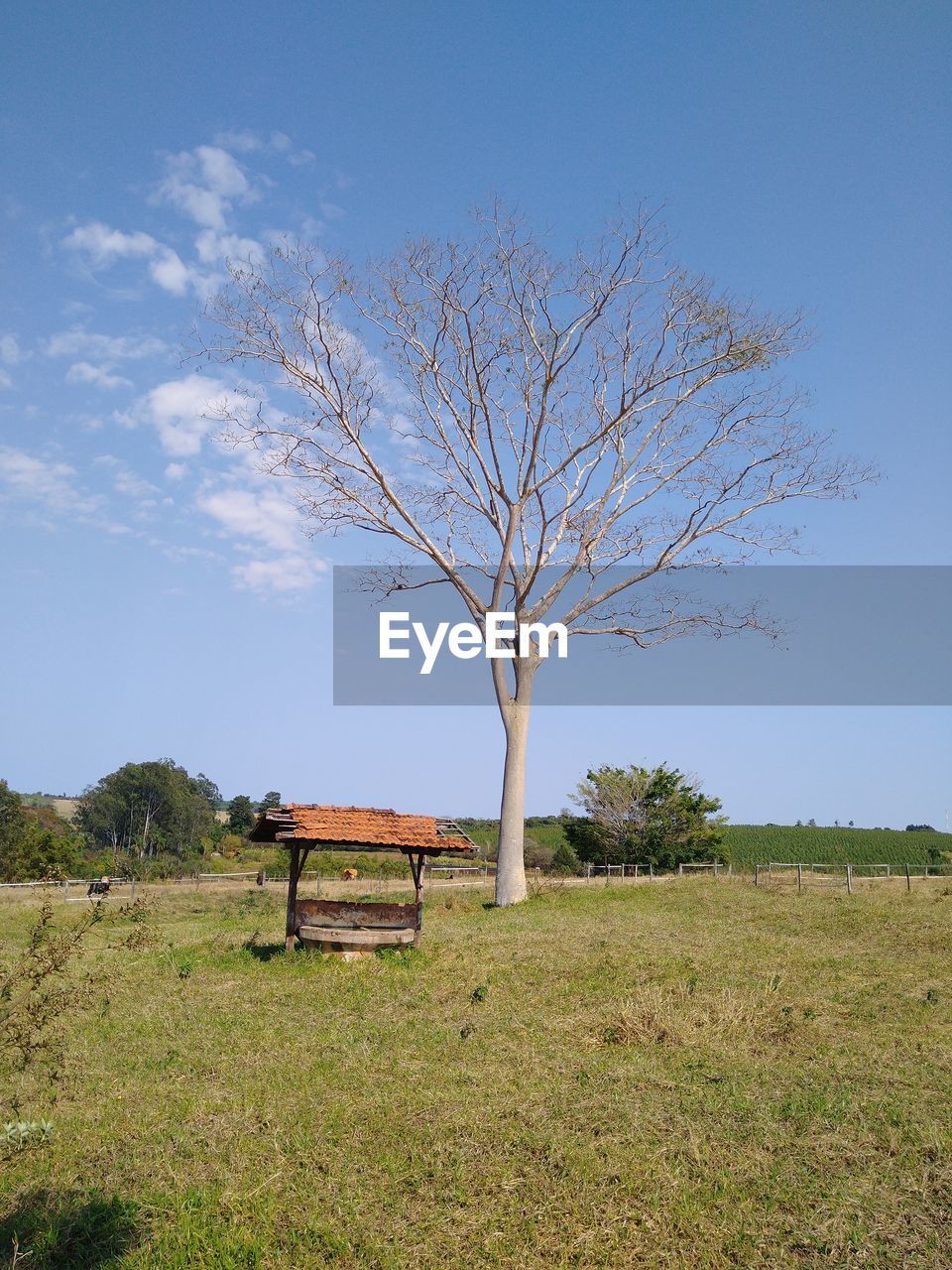 Bare tree on field against sky