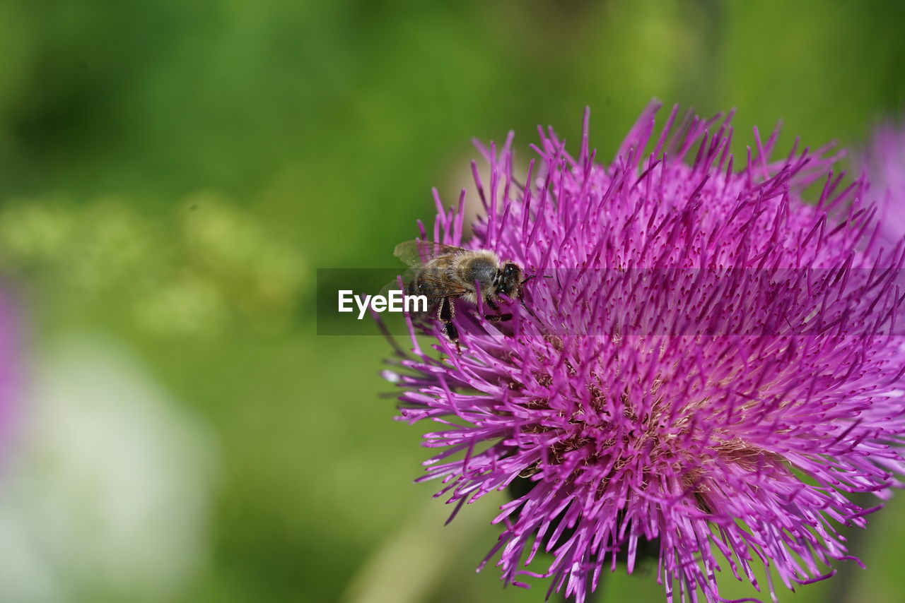 CLOSE-UP OF BEE ON PINK FLOWER