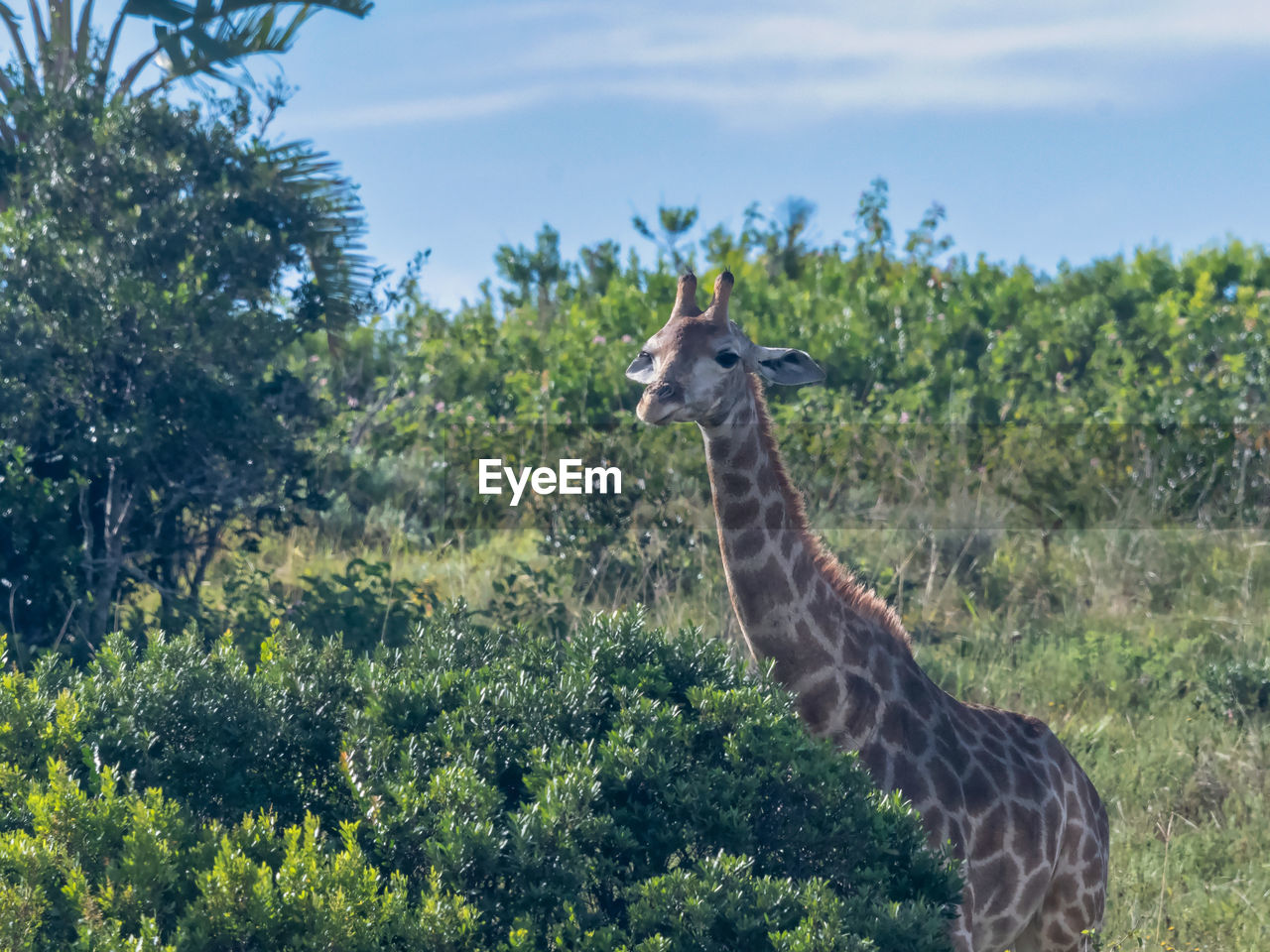 A juvenile giraffe with bushes and sky in the background