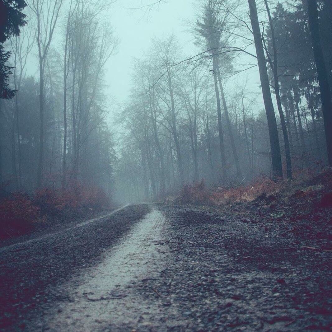 Road amidst trees in forest during autumn