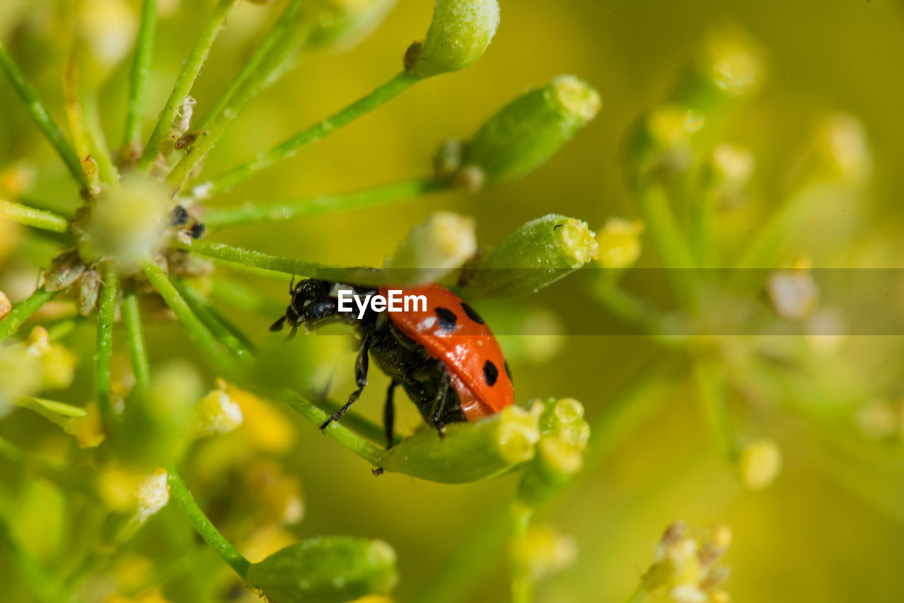 CLOSE-UP OF A LADYBUG ON PLANT