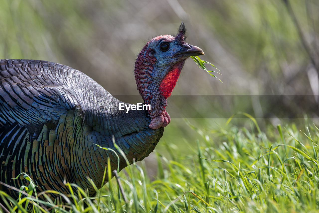 Close-up of bird on field