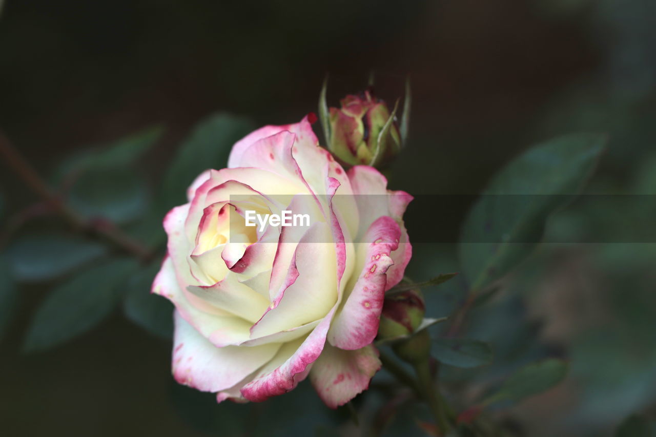 CLOSE-UP OF ROSE FLOWER