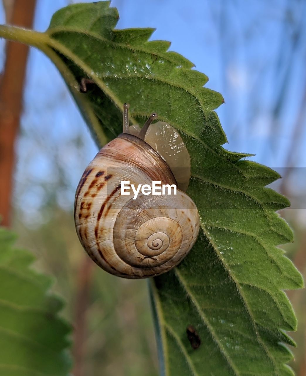 CLOSE-UP OF SNAIL