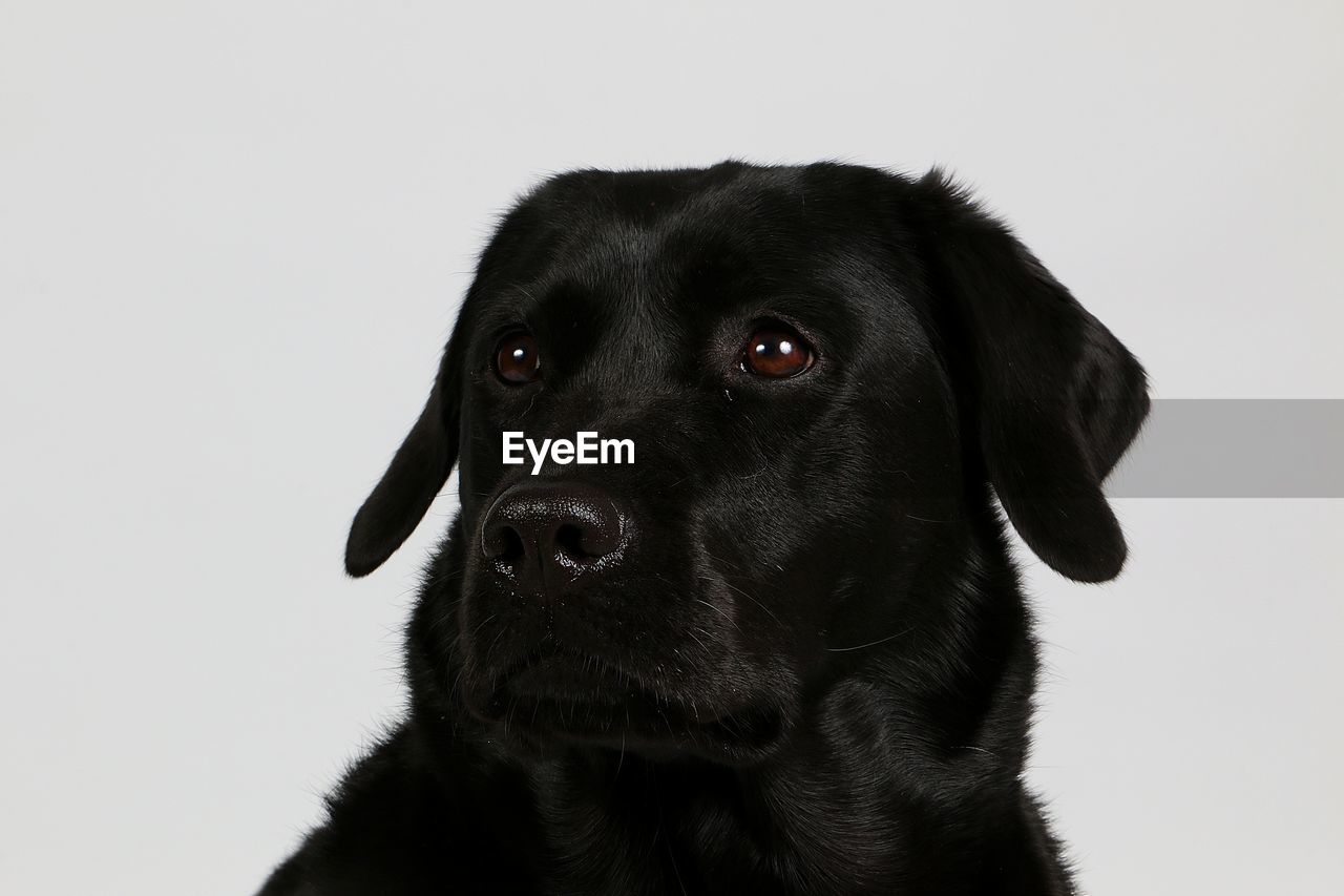 CLOSE-UP PORTRAIT OF A DOG