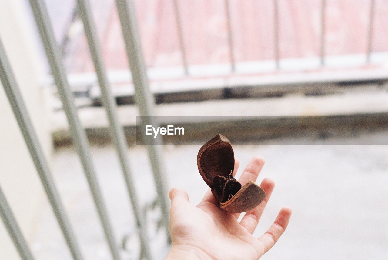 Close-up of hand holding nut on balcony