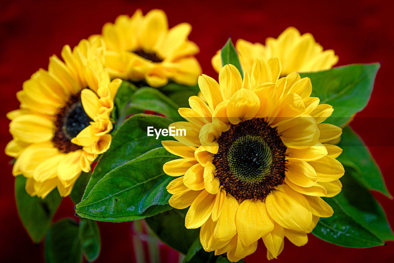 CLOSE-UP OF YELLOW SUNFLOWER AGAINST ORANGE FLOWER