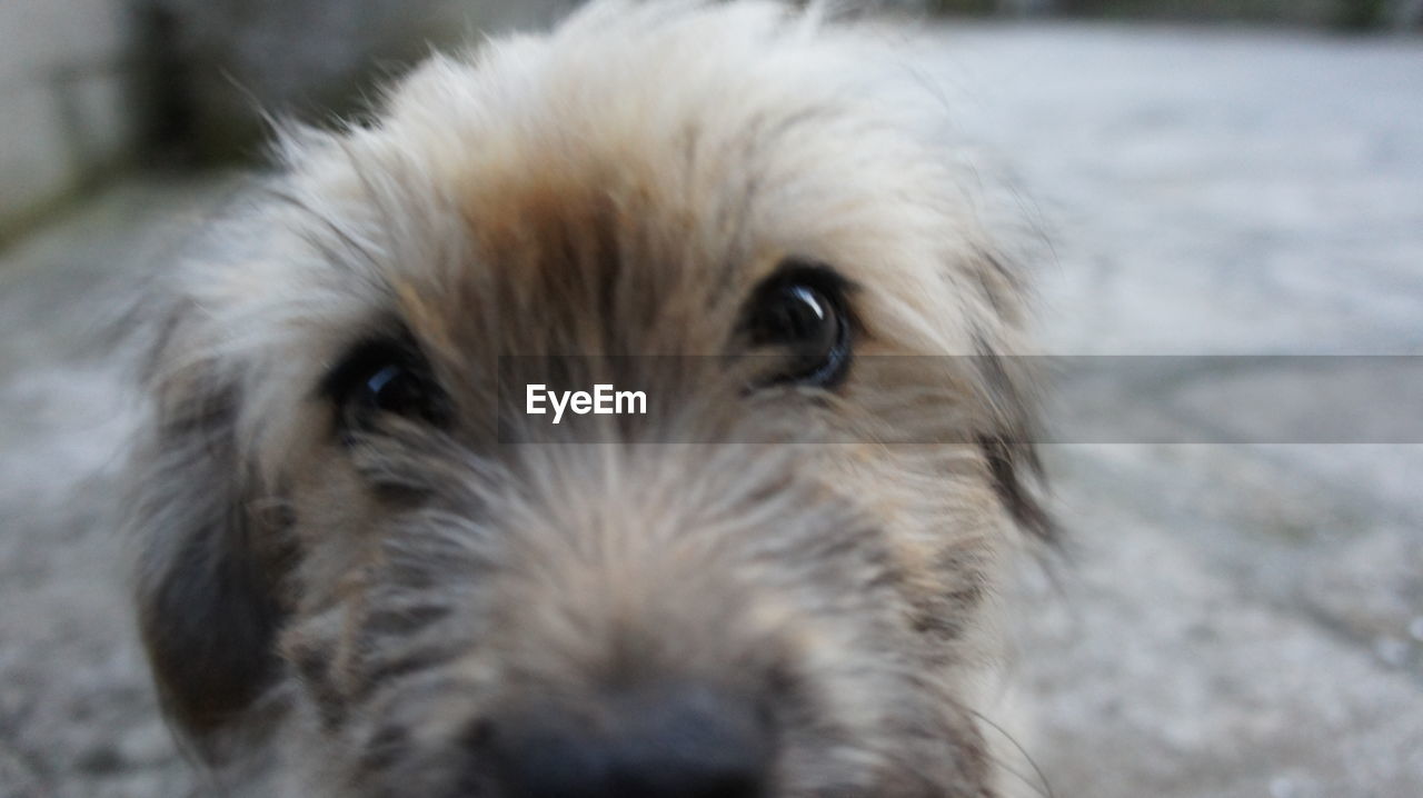 CLOSE-UP PORTRAIT OF DOG