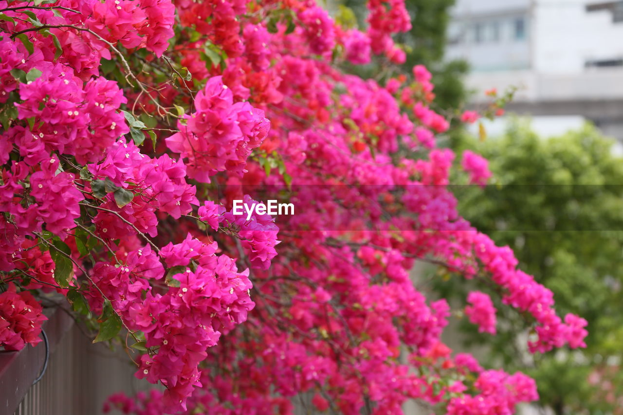 plant, flower, flowering plant, pink, beauty in nature, freshness, shrub, nature, fragility, growth, day, no people, architecture, building exterior, springtime, outdoors, blossom, built structure, close-up, focus on foreground, tree, building, bougainvillea