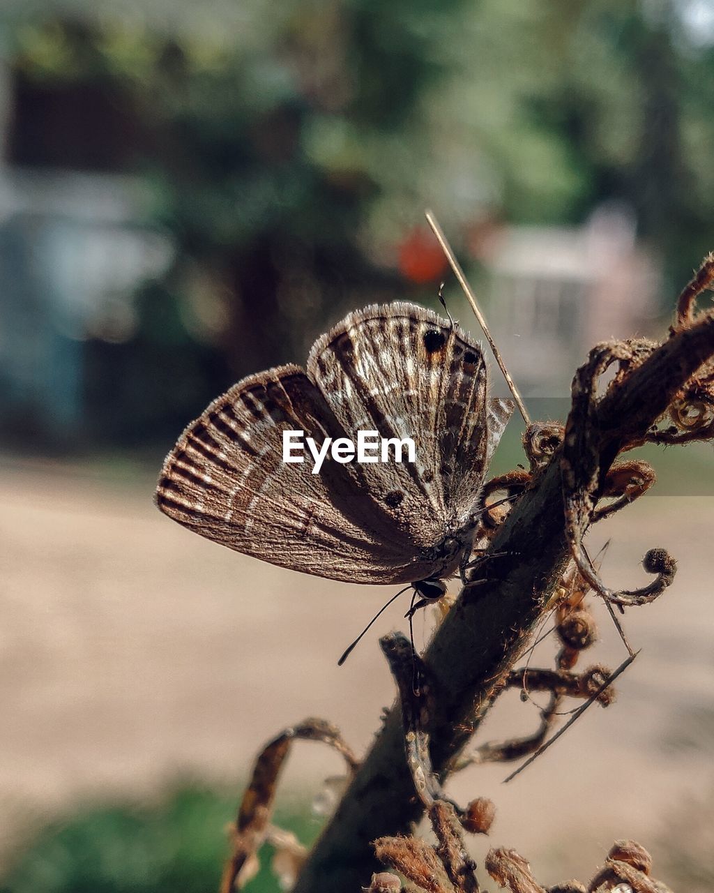 Close-up of butterfly on flower