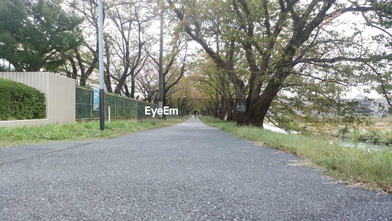 ROAD BY TREES