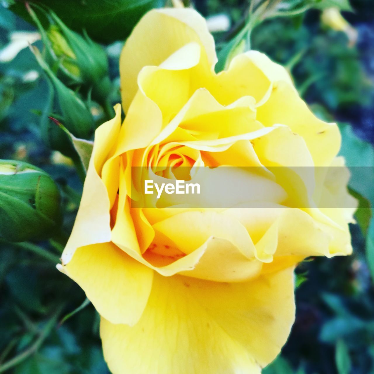 CLOSE-UP OF YELLOW ROSE BLOOMING