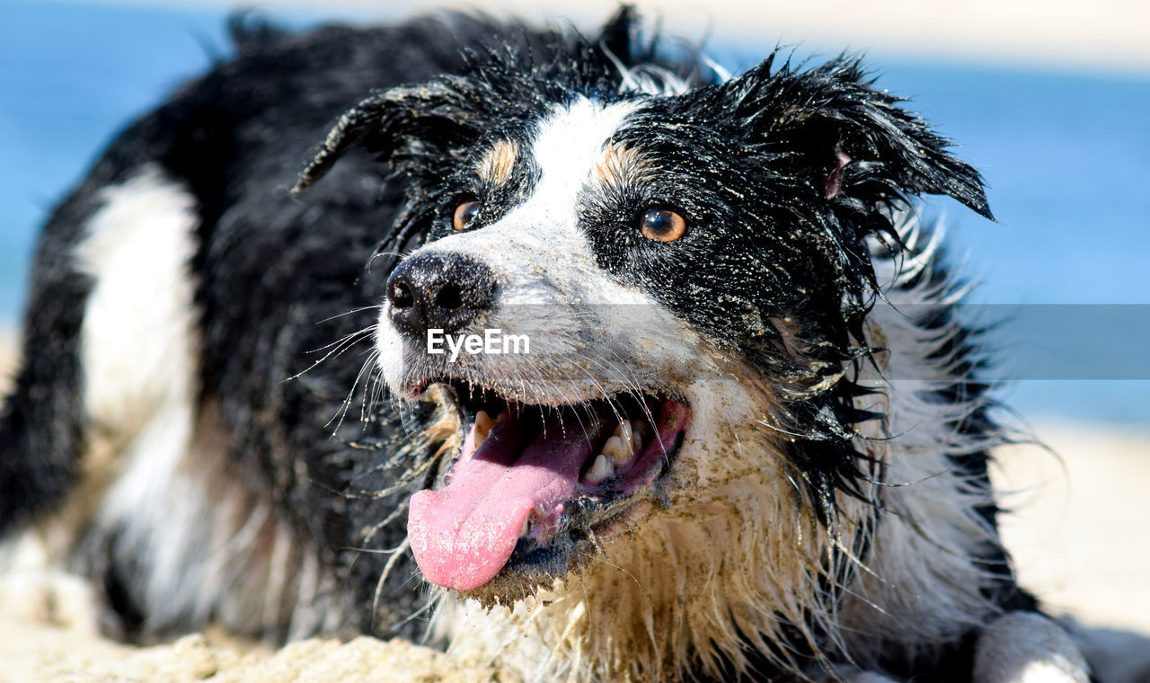 Close-up of dog looking away