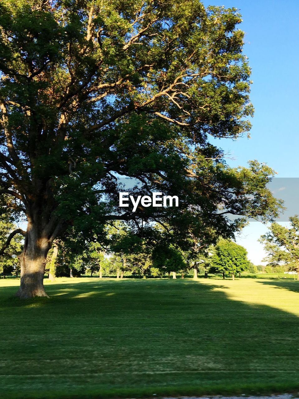 TREE GROWING ON GOLF COURSE AGAINST CLEAR SKY