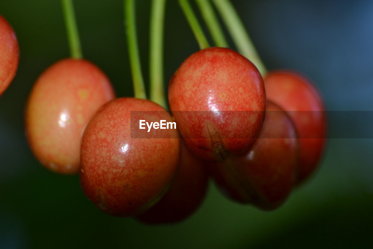 Close-up of cherries