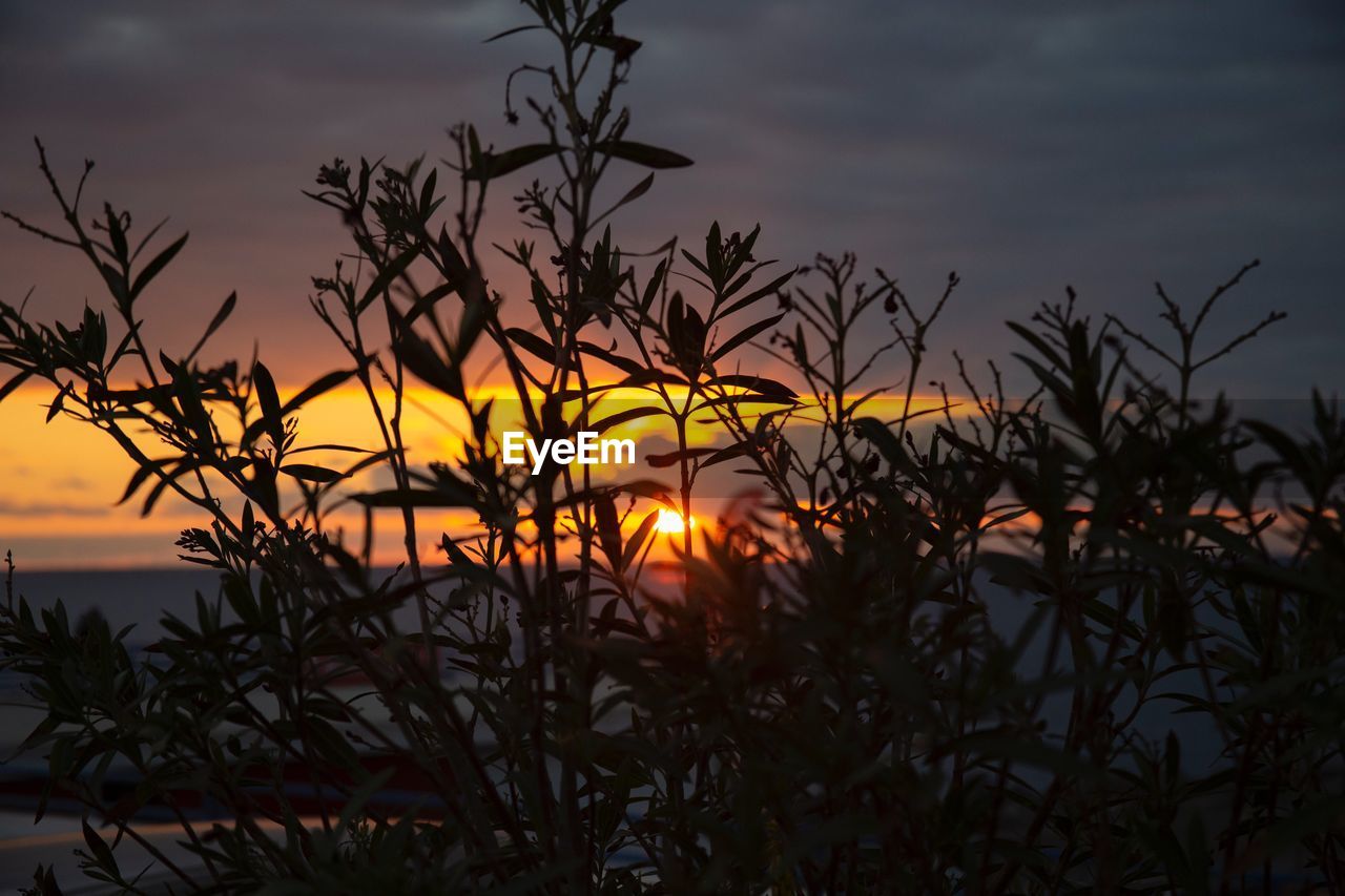 SILHOUETTE PLANTS AGAINST SKY AT SUNSET