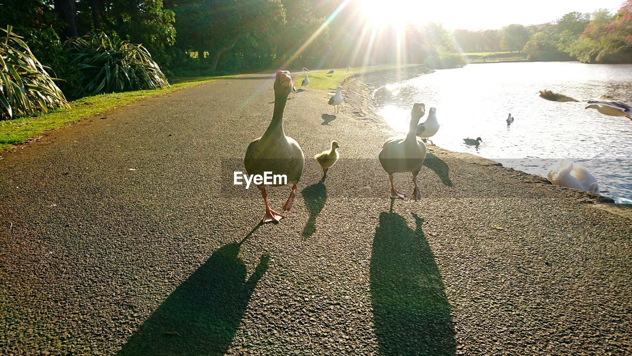 Geese on lakeshore during sunny day