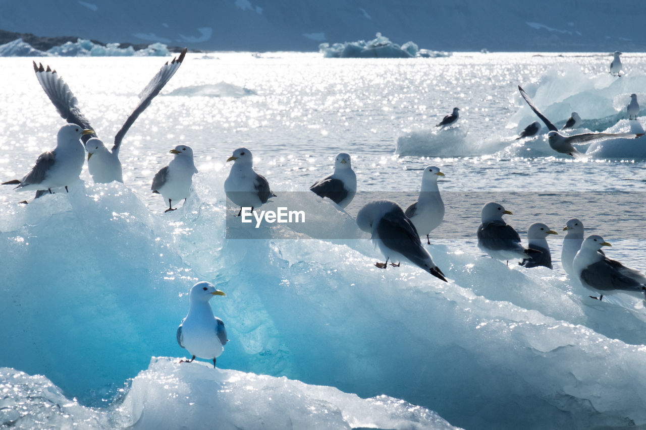 Seagulls on a floating iceberg in the arctic ocean