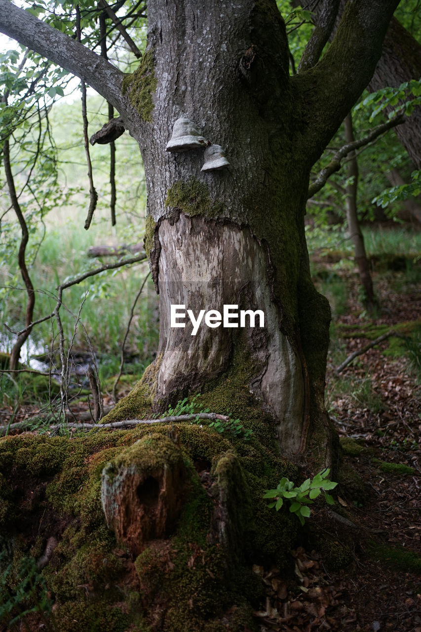 CLOSE-UP OF TREE TRUNK ON LAND