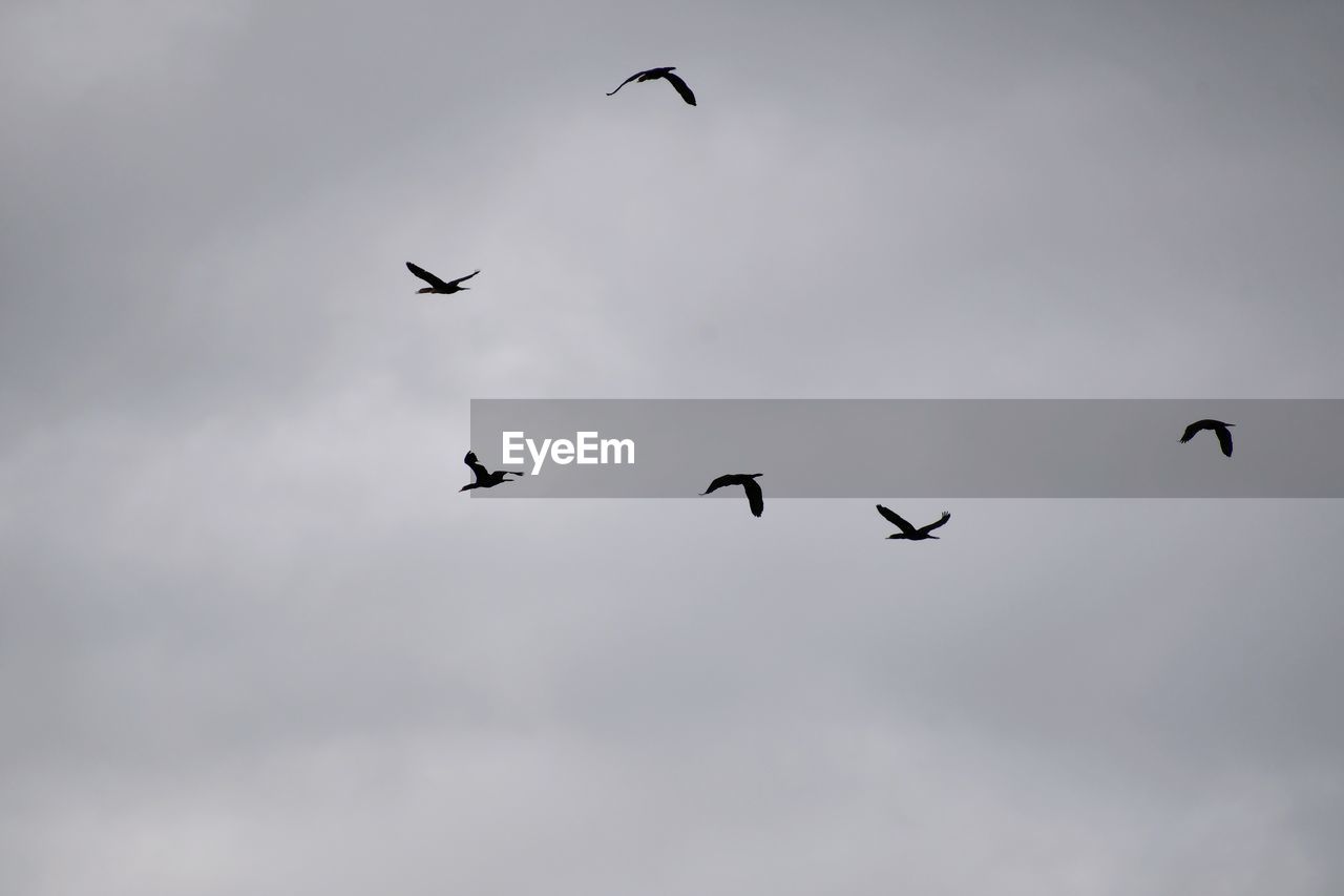 flying, bird, animal themes, animal, animal wildlife, wildlife, group of animals, sky, cloud, flock, mid-air, bird migration, low angle view, nature, no people, wing, animal migration, animal body part, flock of birds, silhouette, spread wings, large group of animals, outdoors, motion, beauty in nature, day, overcast