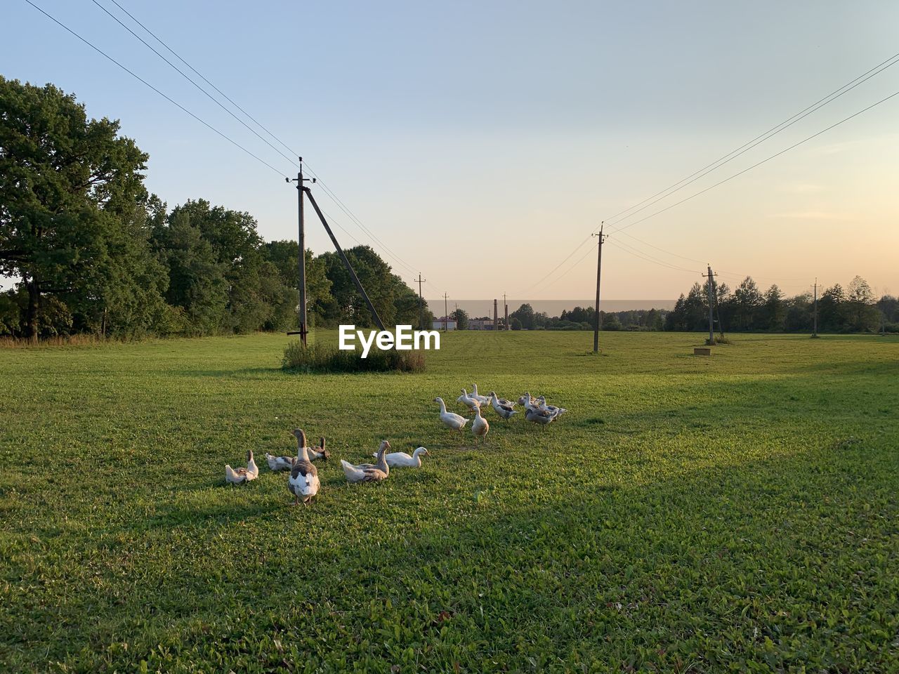 VIEW OF SHEEP ON GRASSY FIELD