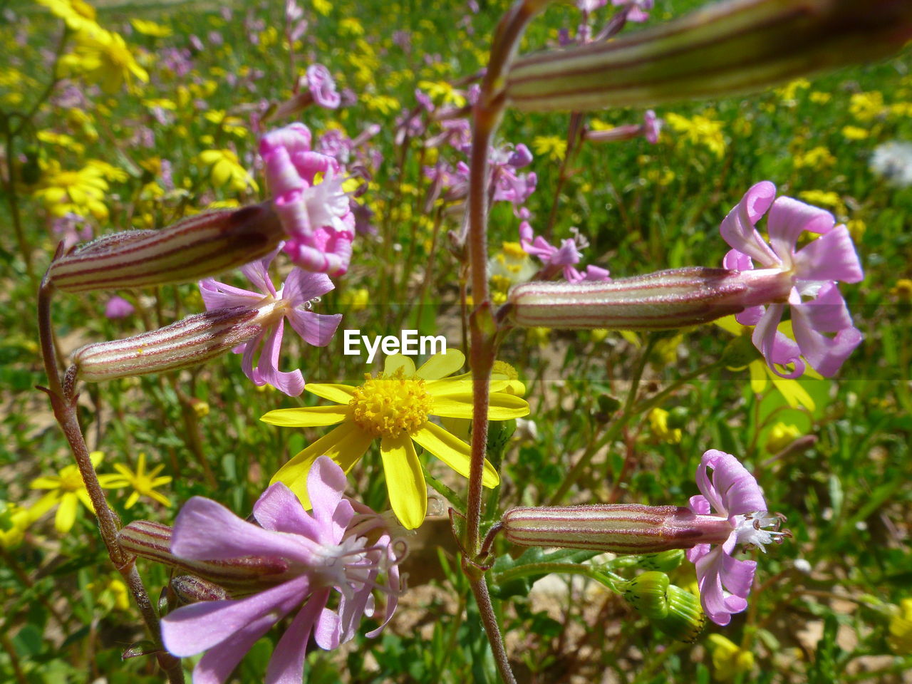 CLOSE-UP OF PURPLE FLOWERS BLOOMING