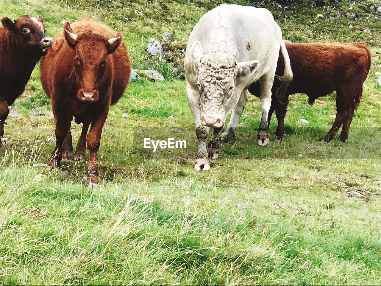 HORSES STANDING IN FIELD