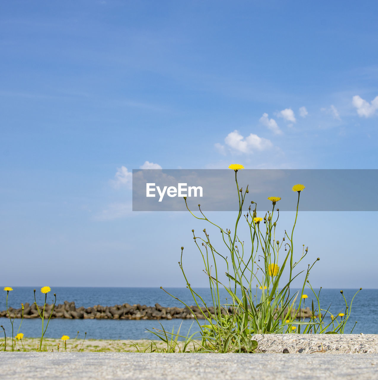 PLANTS BY SEA AGAINST SKY