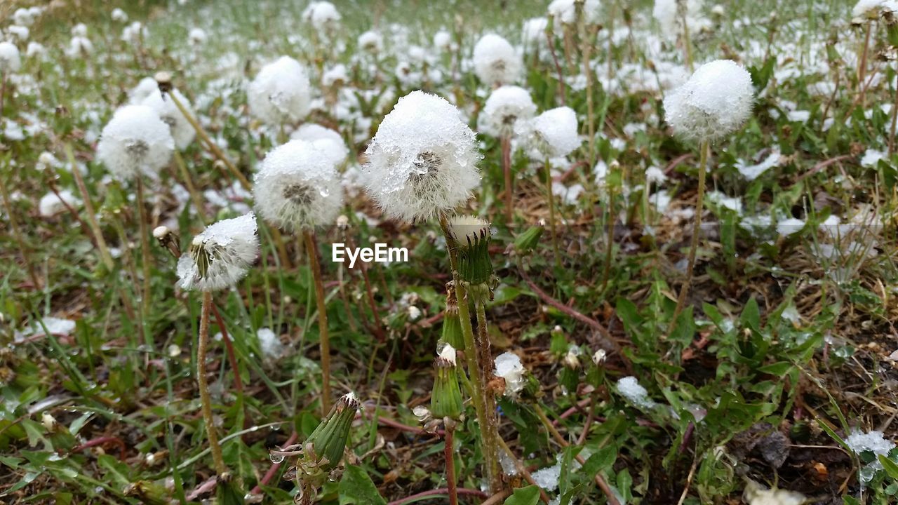 Frozen dandelions on field during winter