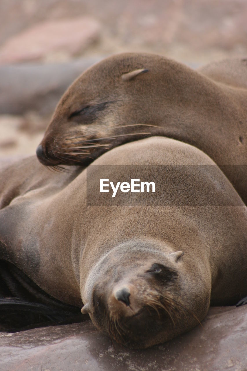 Closeup portrait of two cape fur sealsat cape cross seal colony along the skeleton coast of namibia.