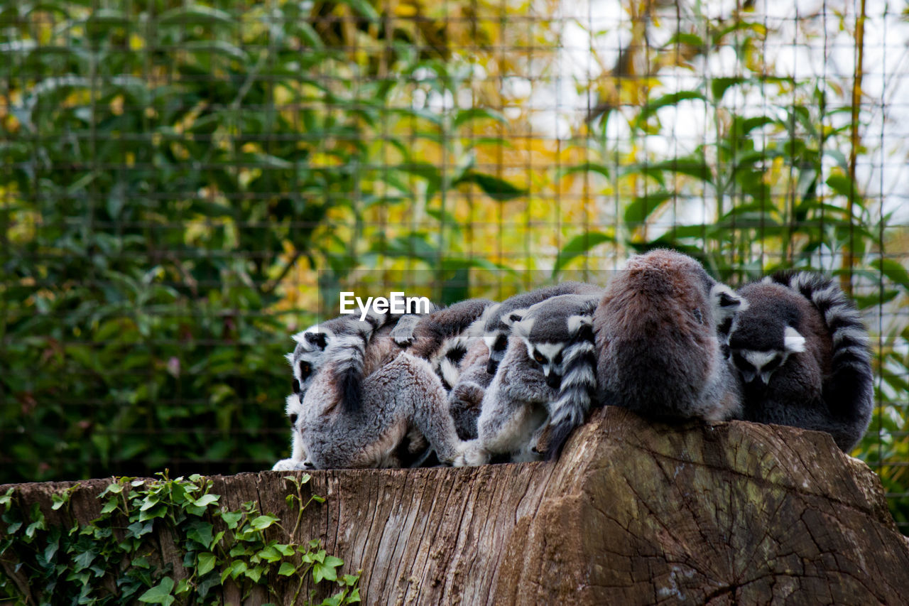 Huddle of lemurs in zoo