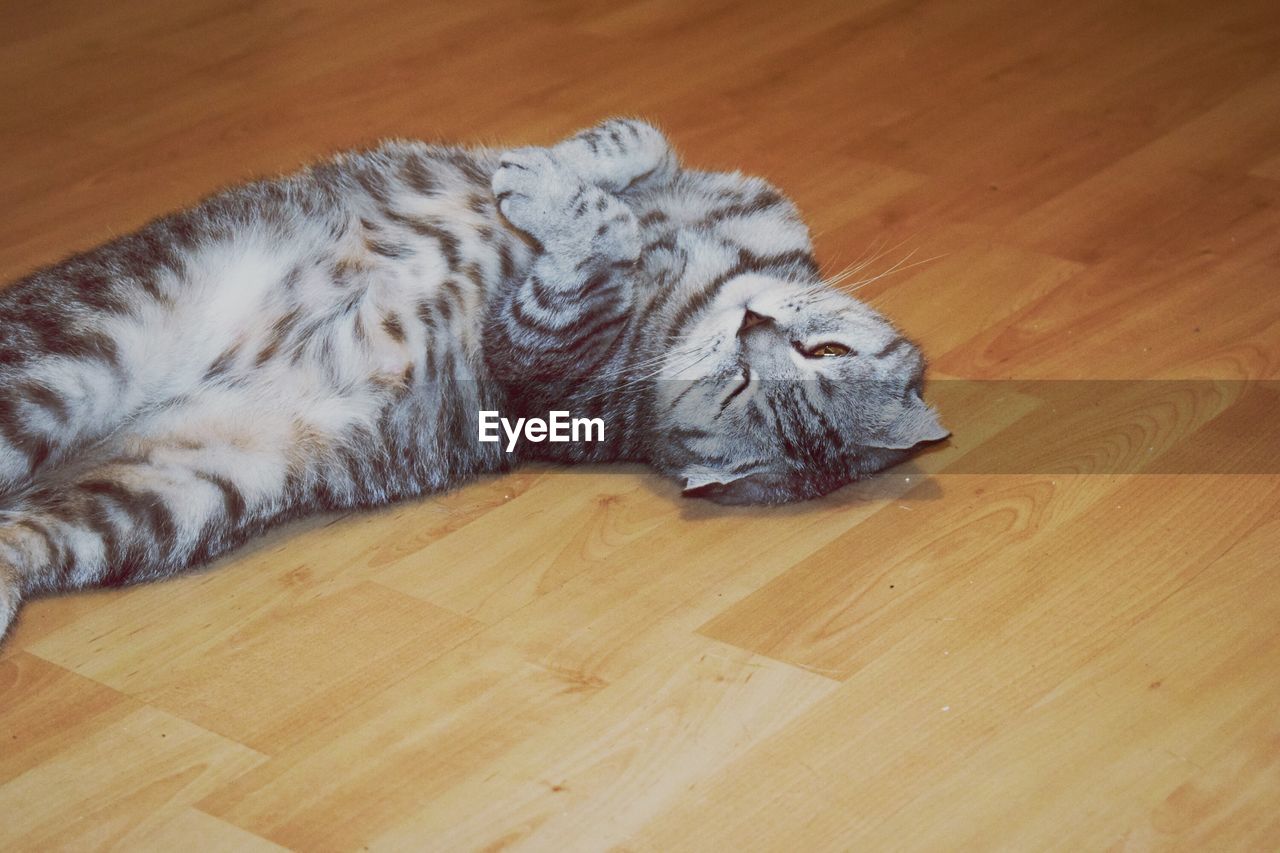HIGH ANGLE VIEW OF A CAT LYING ON HARDWOOD FLOOR