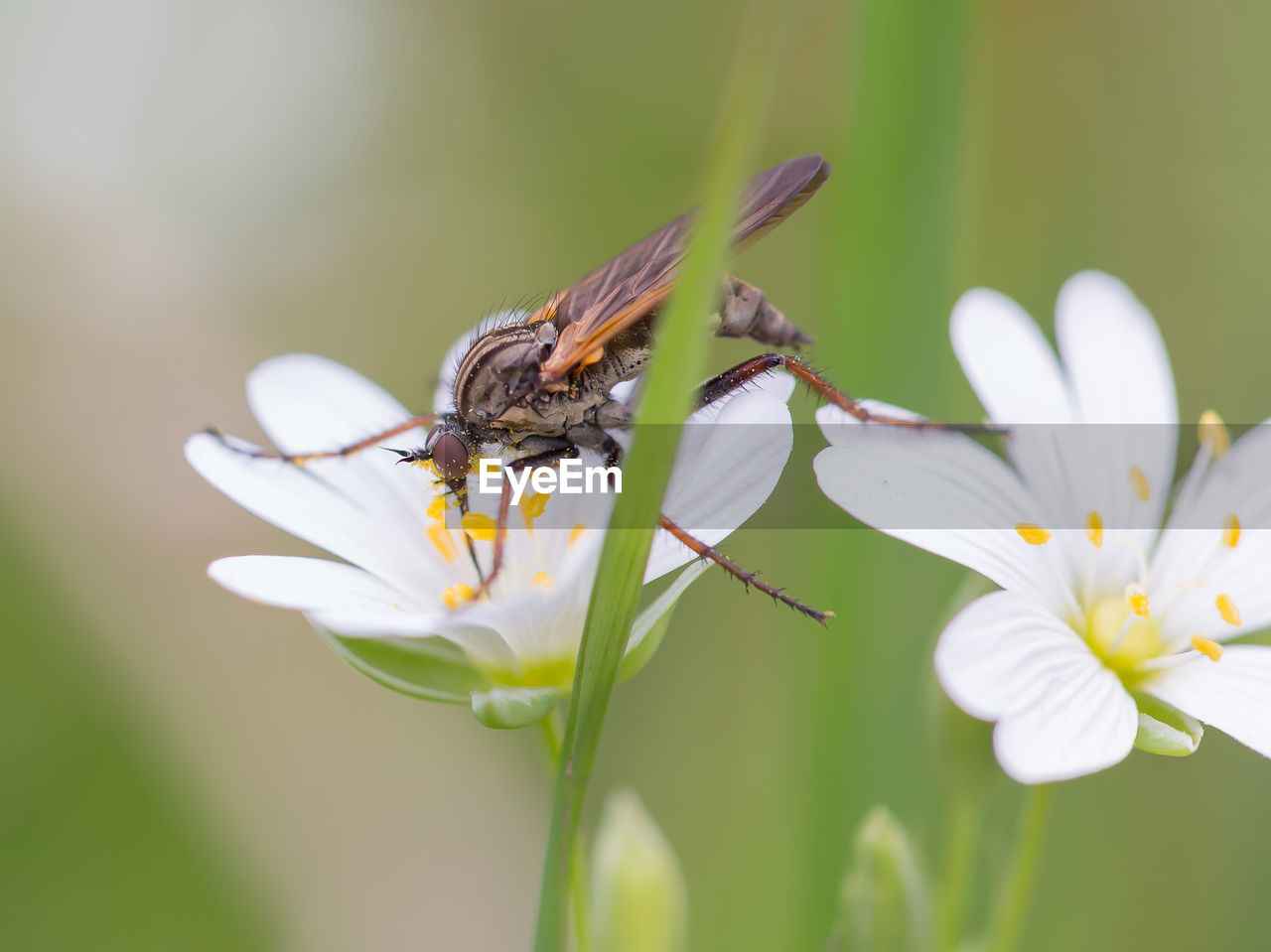 Close-up of insect pollinating white flower