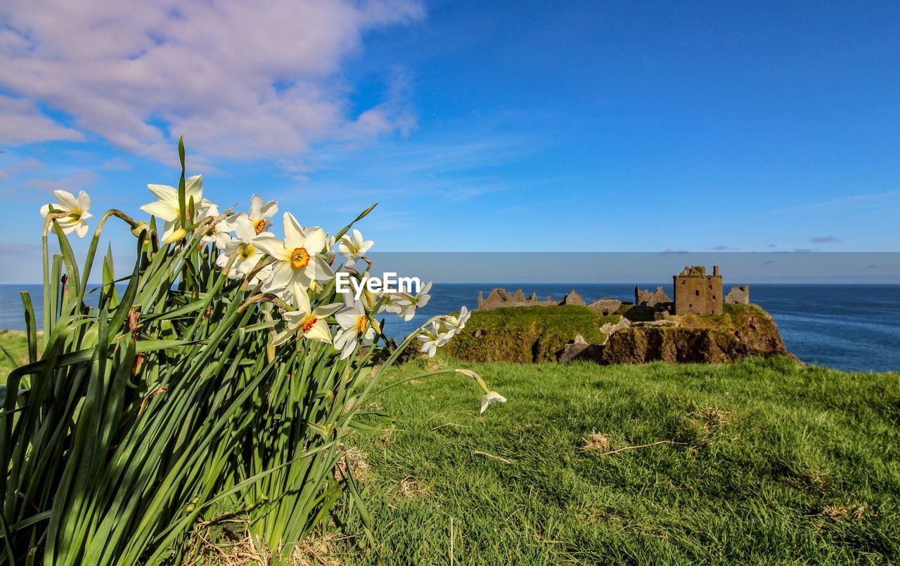 PLANTS GROWING ON LAND AGAINST SEA