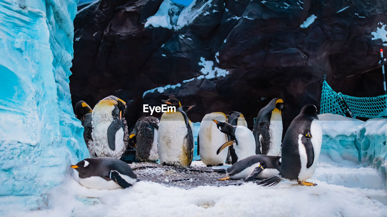 high angle view of penguins