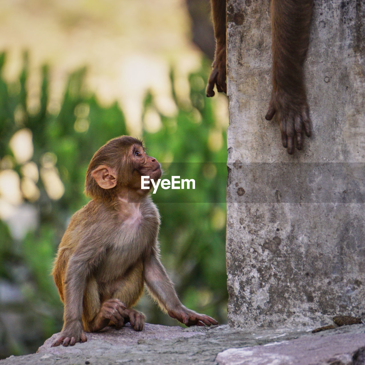 A wild baby monkeyis lookinig at his mother, who is stretching her arms at him, rudraprayag, india