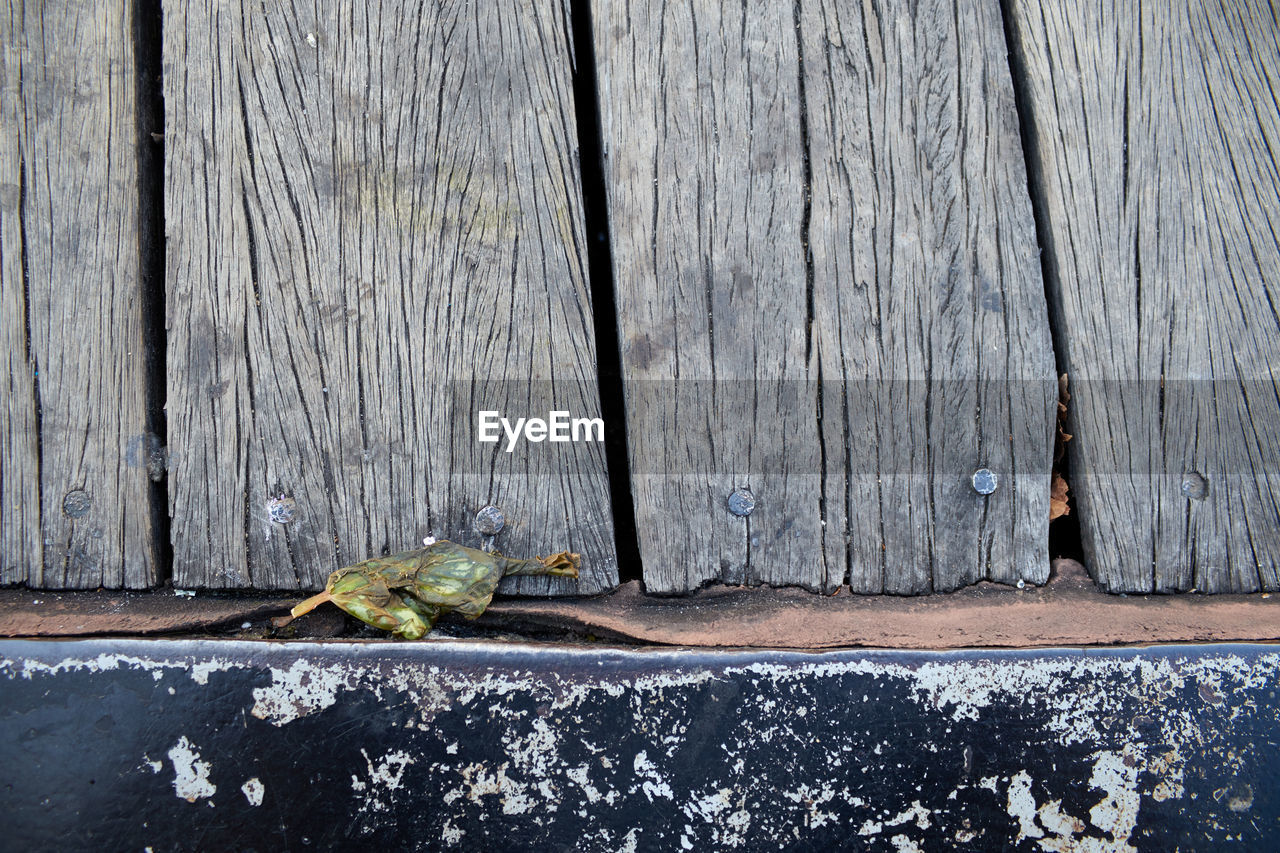 VIEW OF LIZARD ON WOOD