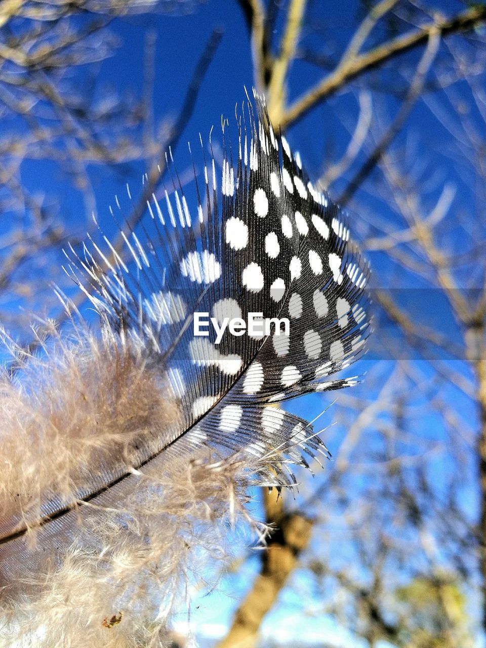 CLOSE-UP OF BUTTERFLY ON TREE BRANCHES