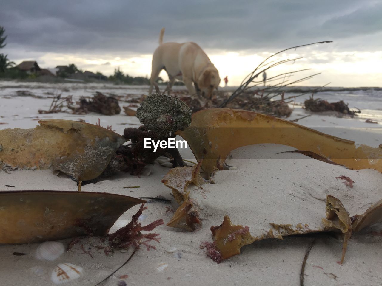 VIEW OF ANIMAL ON BEACH