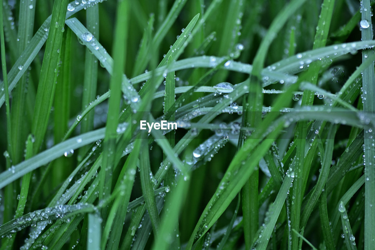 drop, plant, water, grass, wet, green, growth, nature, beauty in nature, plant stem, moisture, dew, blade of grass, rain, lawn, close-up, no people, freshness, backgrounds, full frame, hierochloe, leaf, plant part, raindrop, outdoors, day, field, environment, tranquility, macro photography, land, flower, selective focus, focus on foreground, rainy season