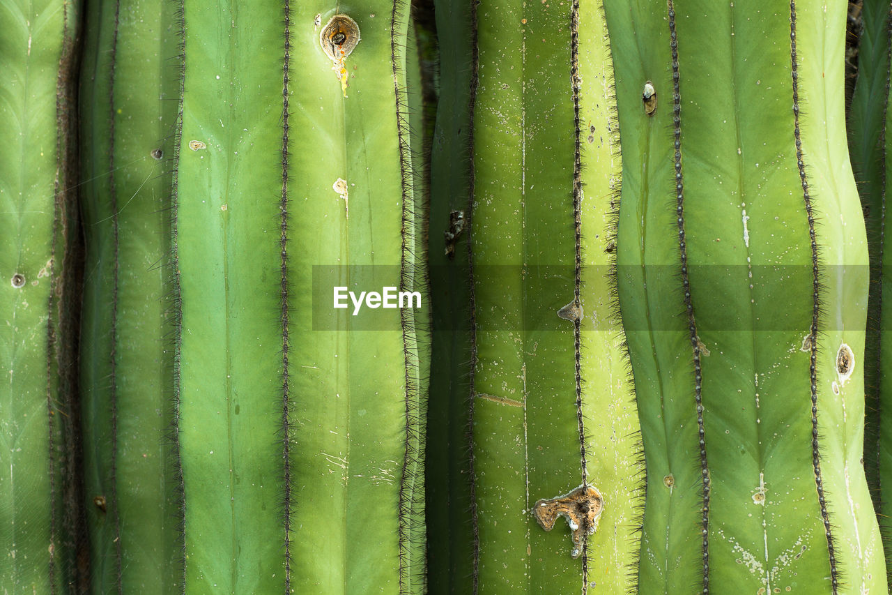 Full frame shot of cactus